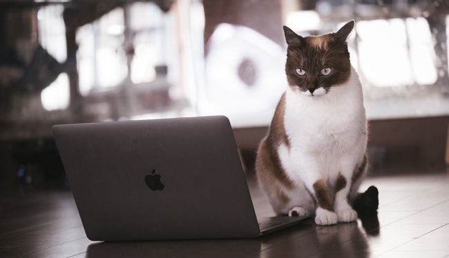 Cat engineer next to laptop.