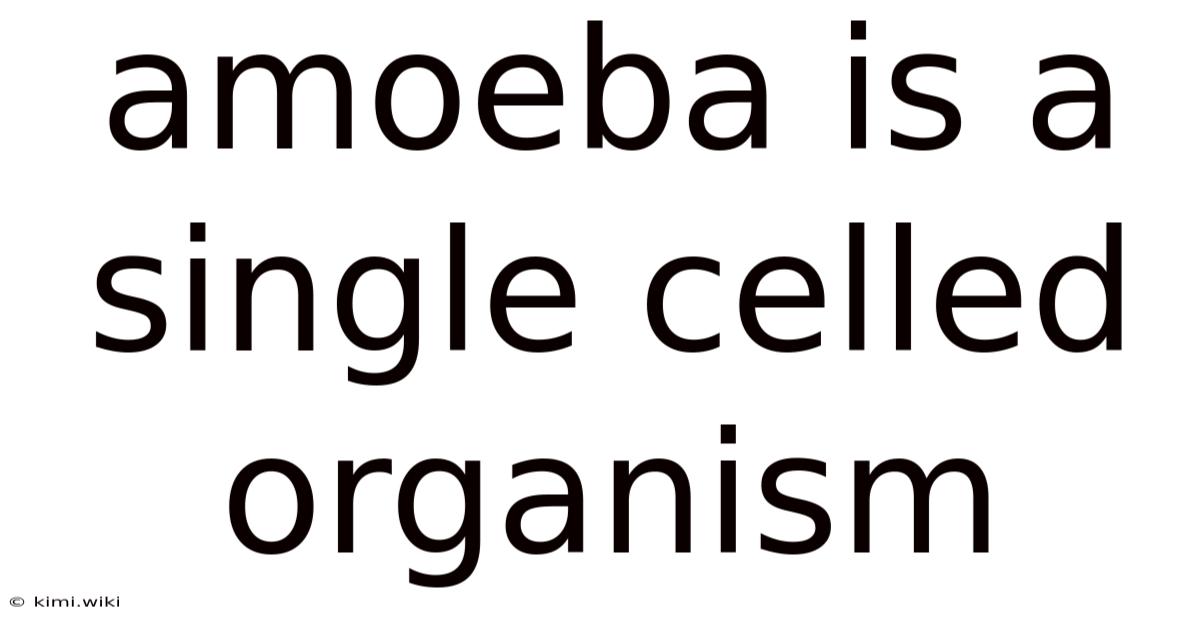 Amoeba Is A Single Celled Organism
