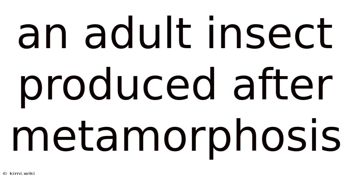 An Adult Insect Produced After Metamorphosis
