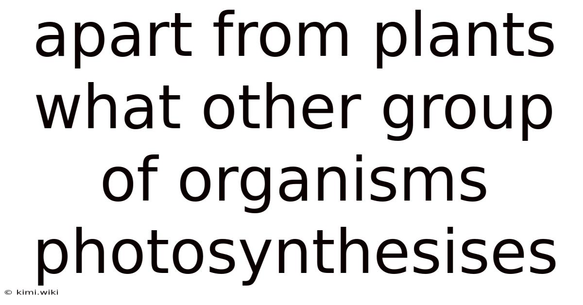 Apart From Plants What Other Group Of Organisms Photosynthesises