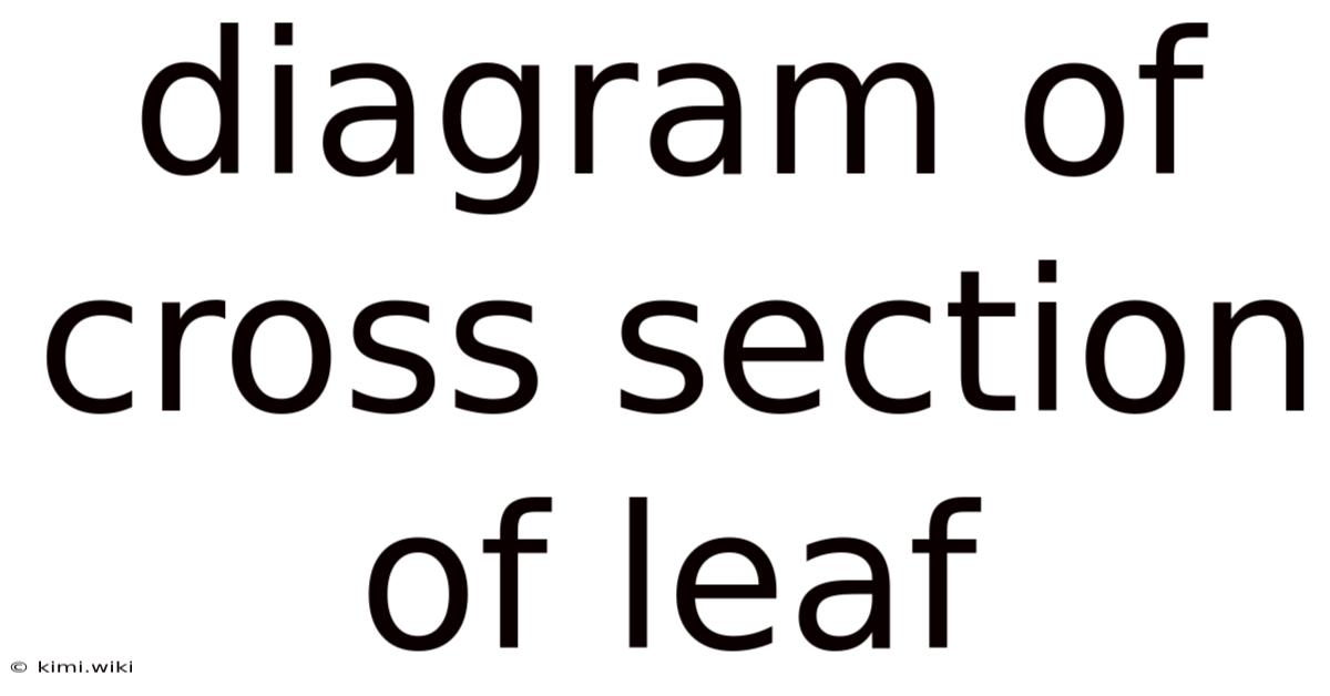 Diagram Of Cross Section Of Leaf