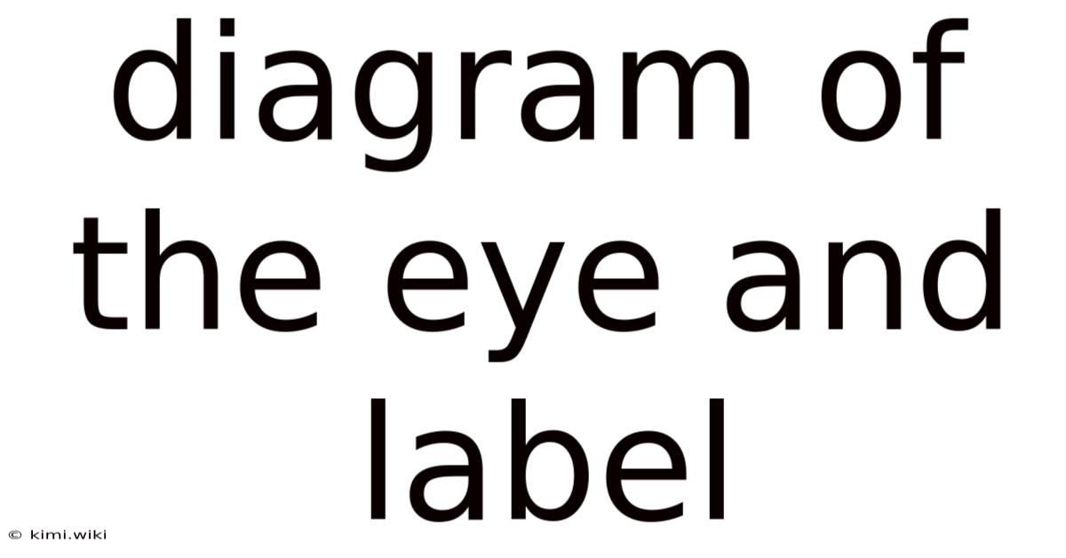 Diagram Of The Eye And Label