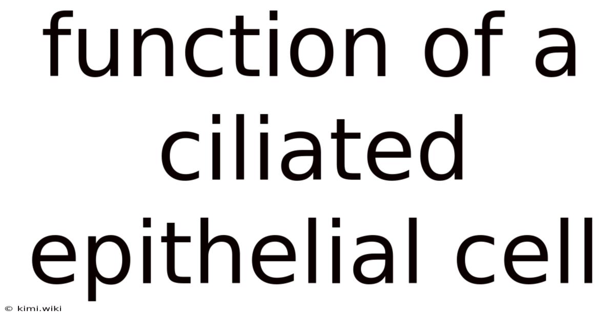 Function Of A Ciliated Epithelial Cell