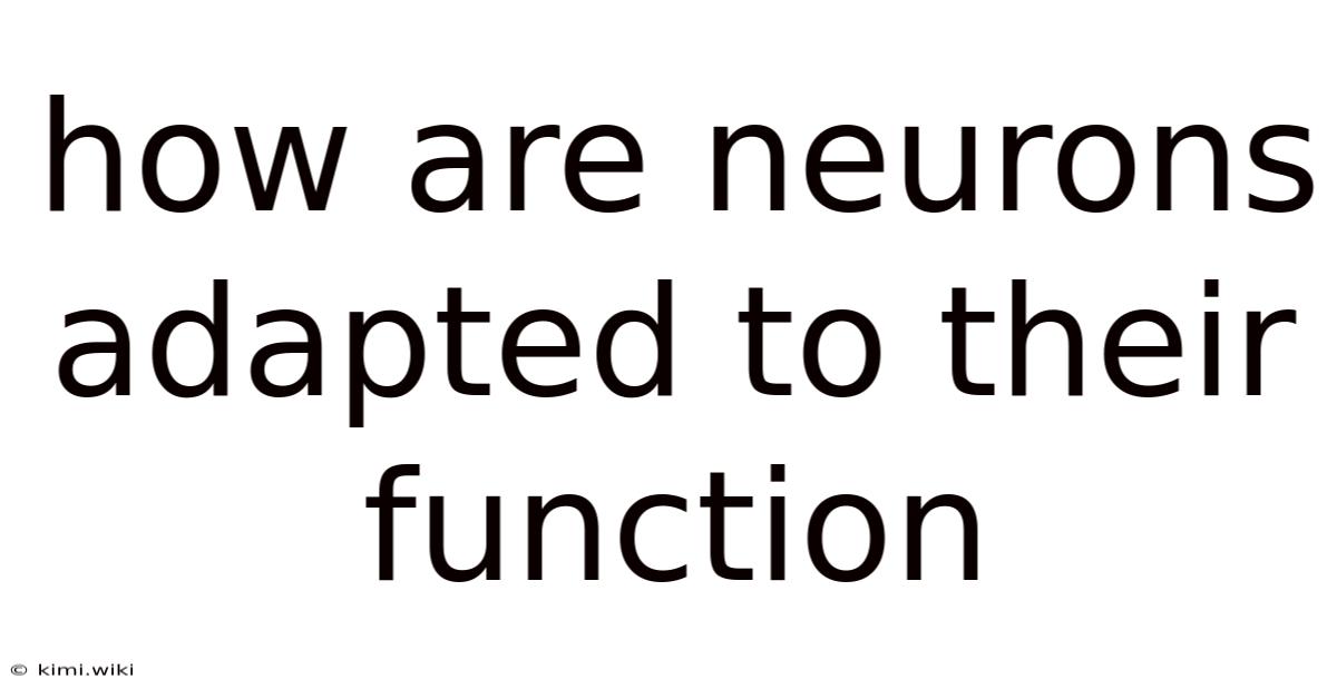 How Are Neurons Adapted To Their Function