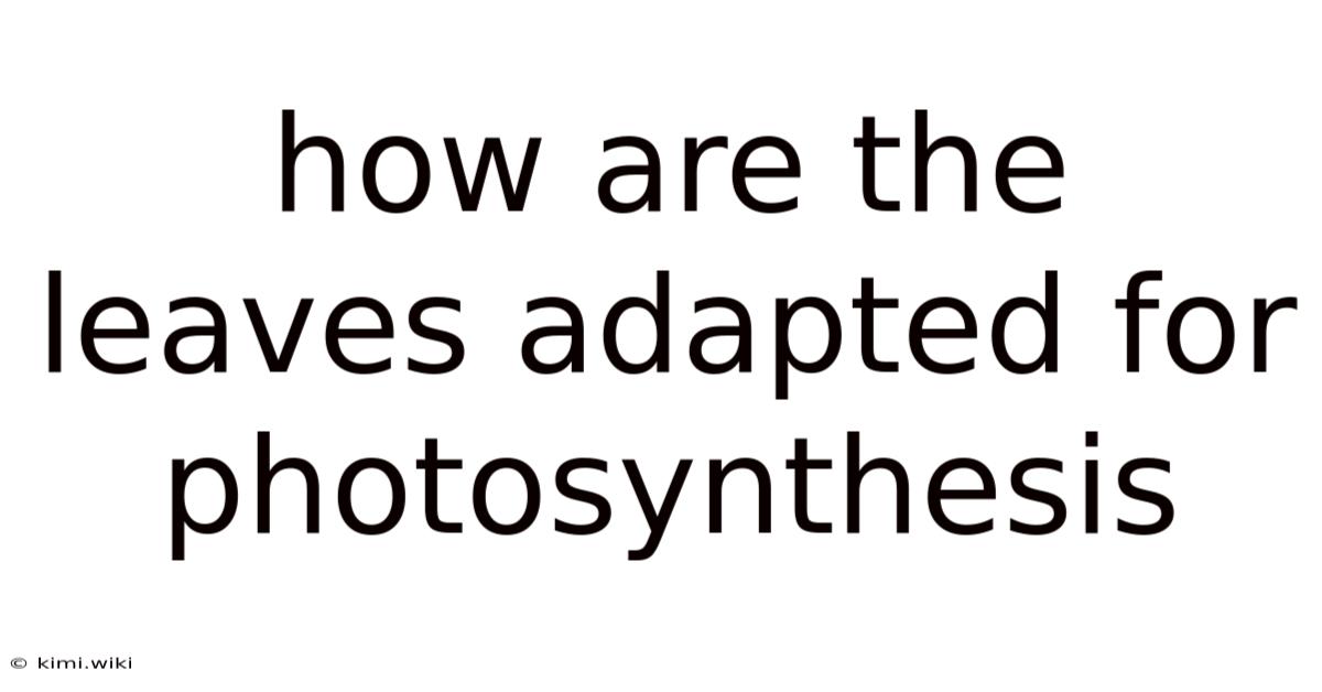 How Are The Leaves Adapted For Photosynthesis