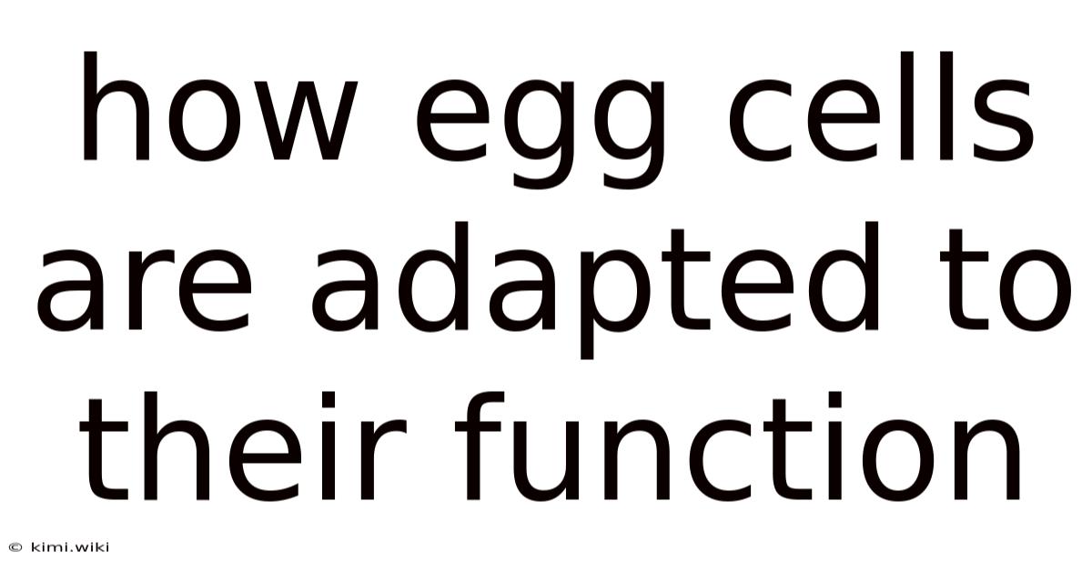 How Egg Cells Are Adapted To Their Function