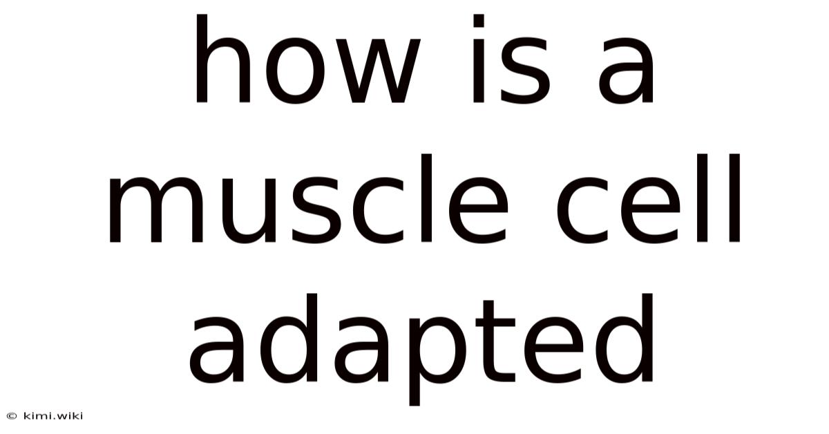 How Is A Muscle Cell Adapted