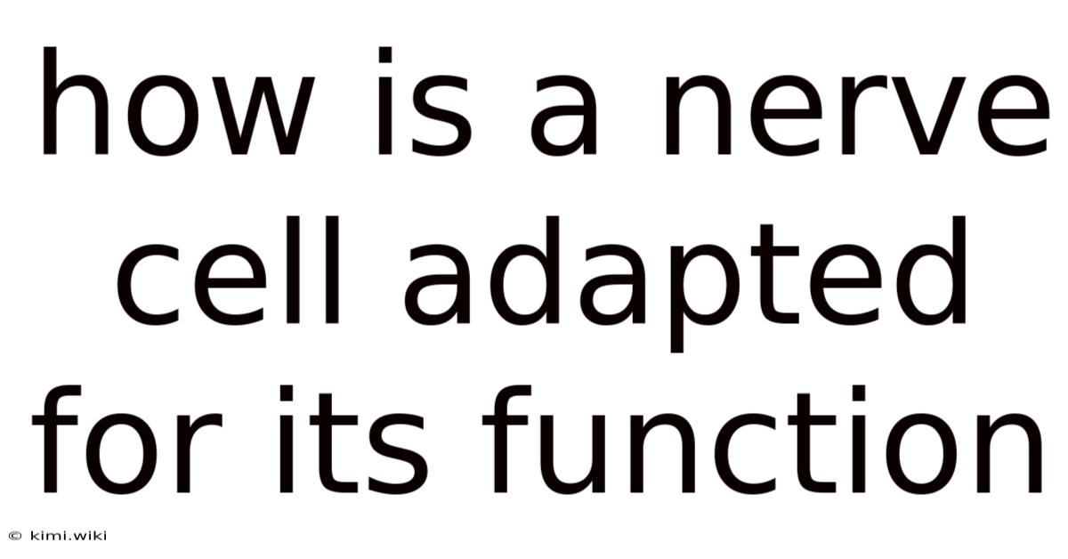 How Is A Nerve Cell Adapted For Its Function