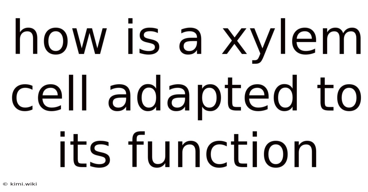 How Is A Xylem Cell Adapted To Its Function