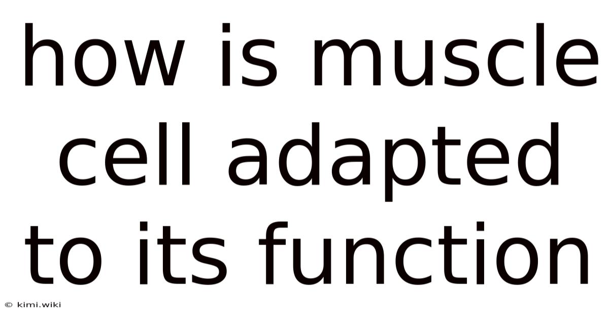 How Is Muscle Cell Adapted To Its Function