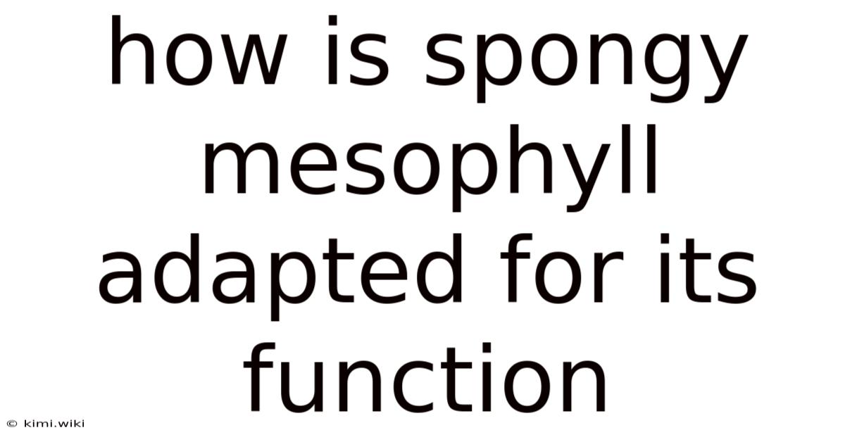 How Is Spongy Mesophyll Adapted For Its Function