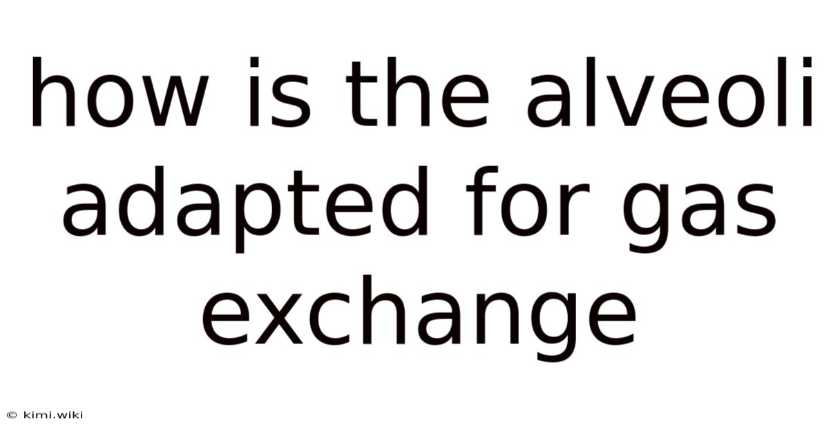 How Is The Alveoli Adapted For Gas Exchange