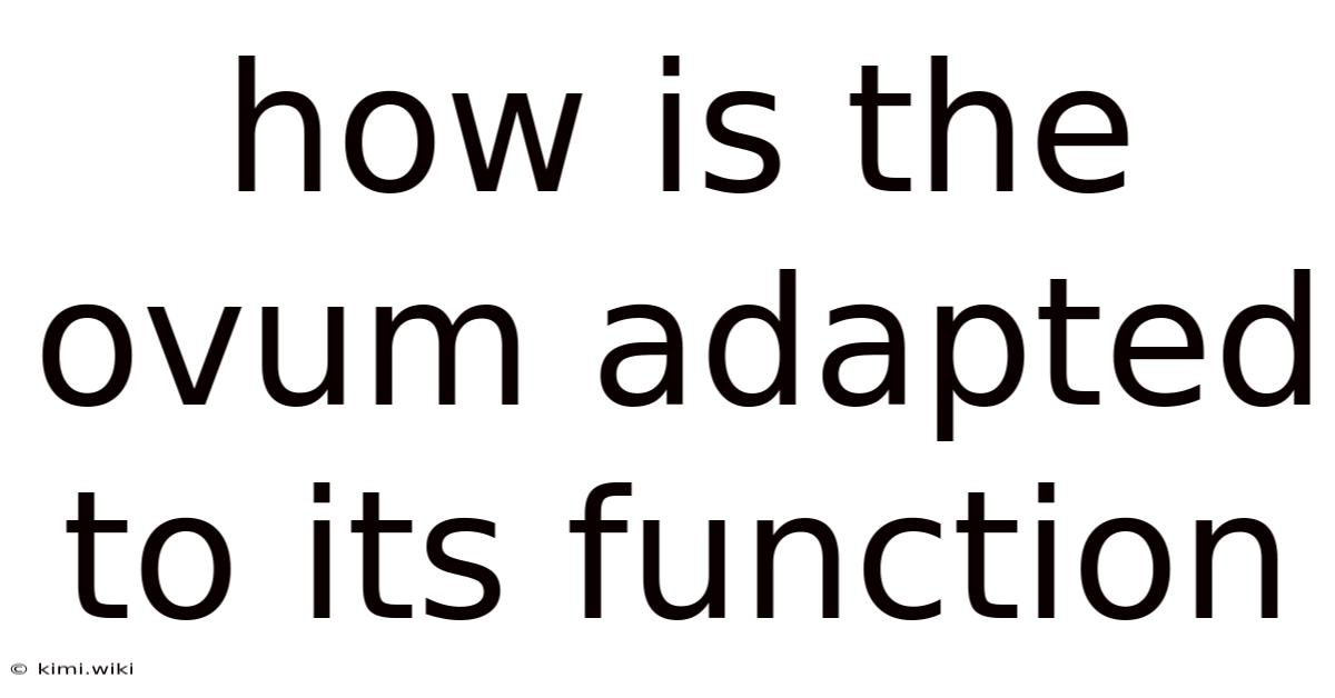How Is The Ovum Adapted To Its Function