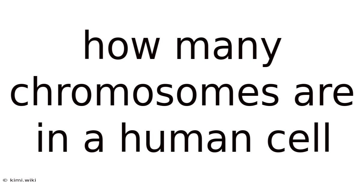 How Many Chromosomes Are In A Human Cell