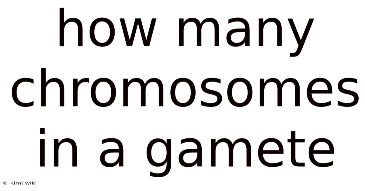 How Many Chromosomes In A Gamete