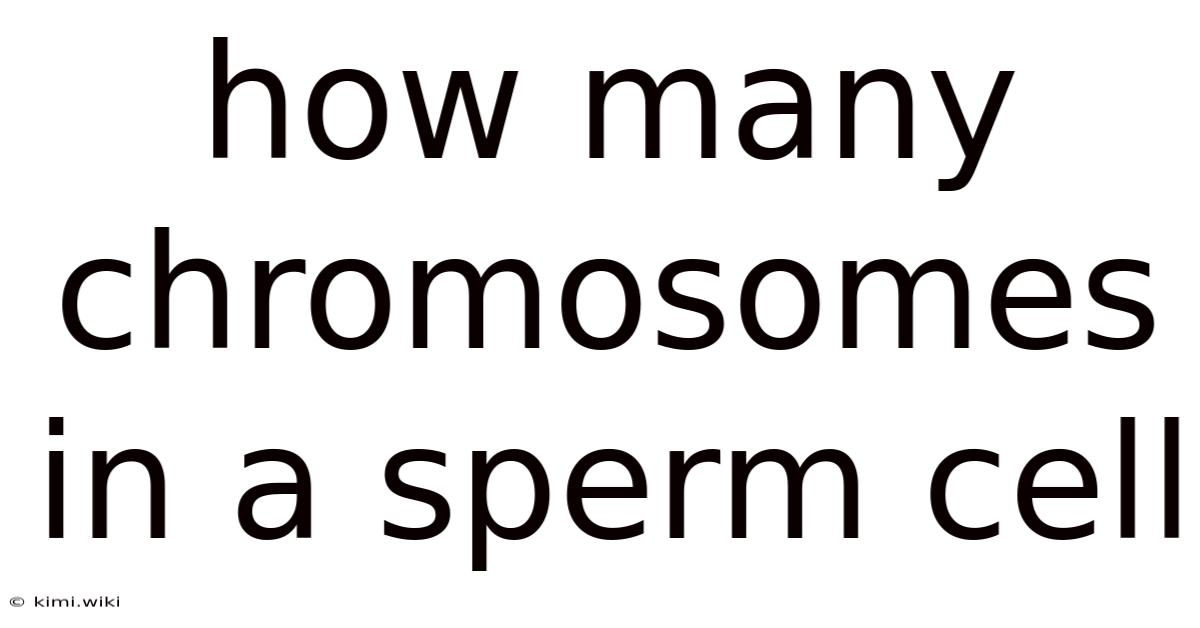 How Many Chromosomes In A Sperm Cell