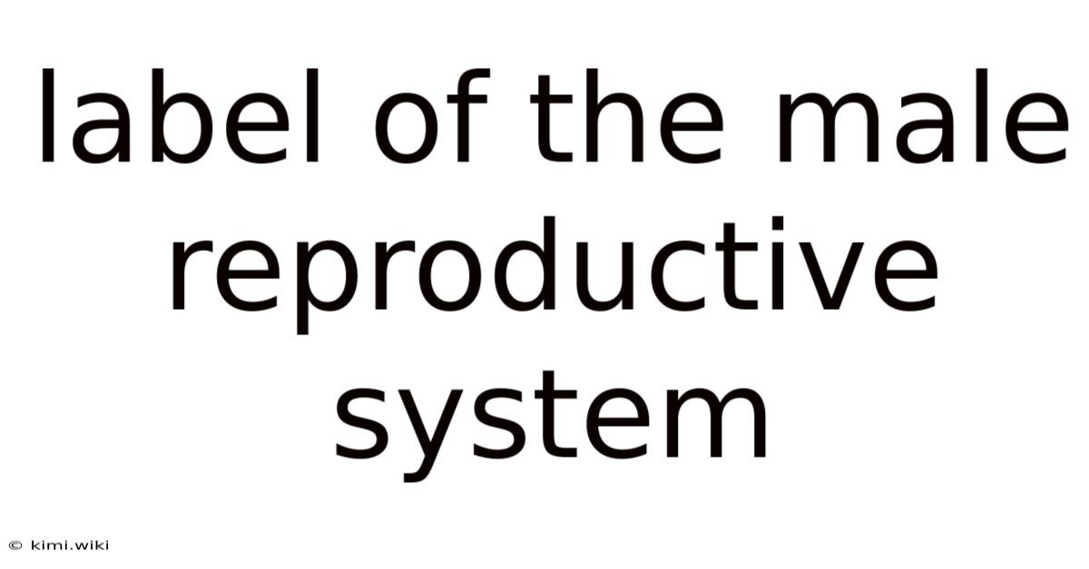 Label Of The Male Reproductive System