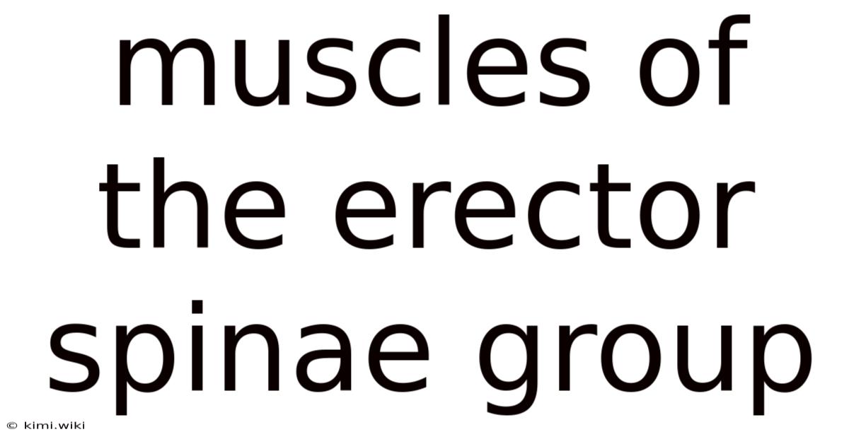 Muscles Of The Erector Spinae Group