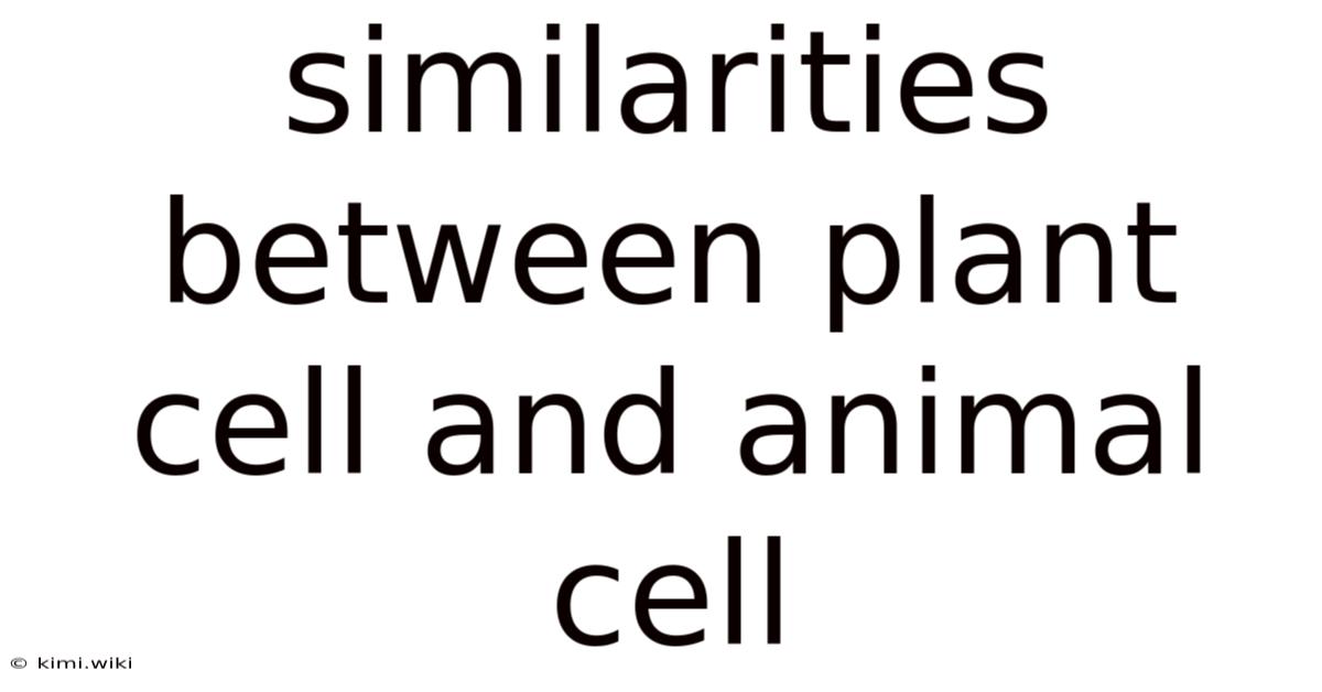 Similarities Between Plant Cell And Animal Cell
