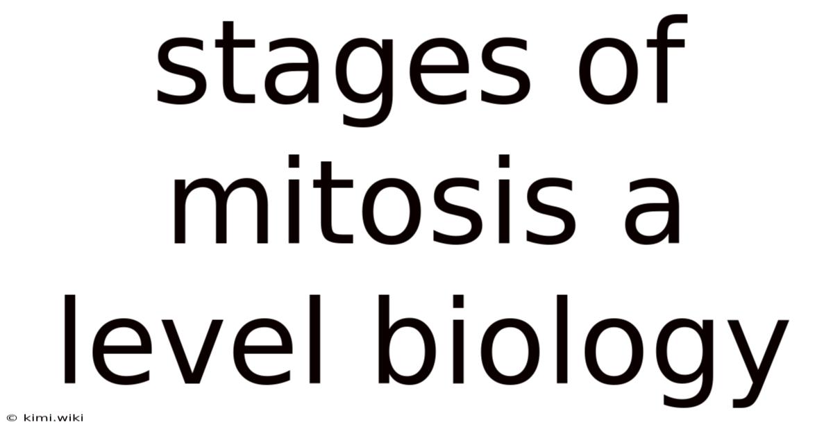 Stages Of Mitosis A Level Biology