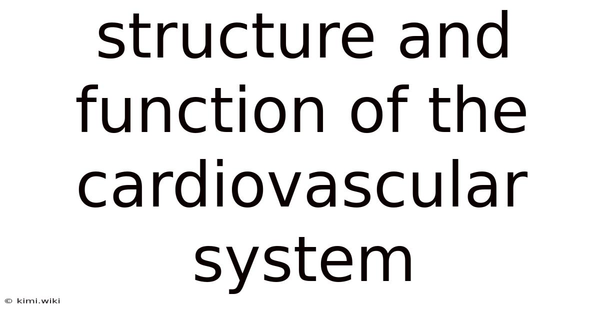 Structure And Function Of The Cardiovascular System