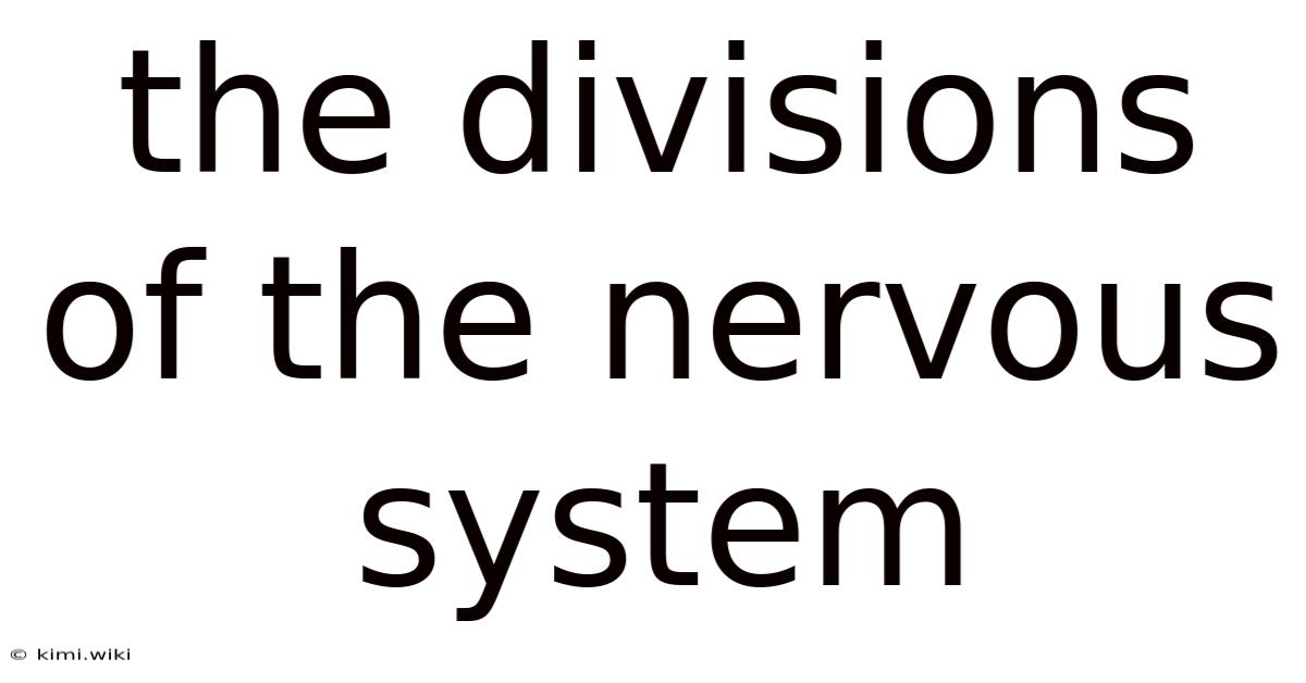 The Divisions Of The Nervous System