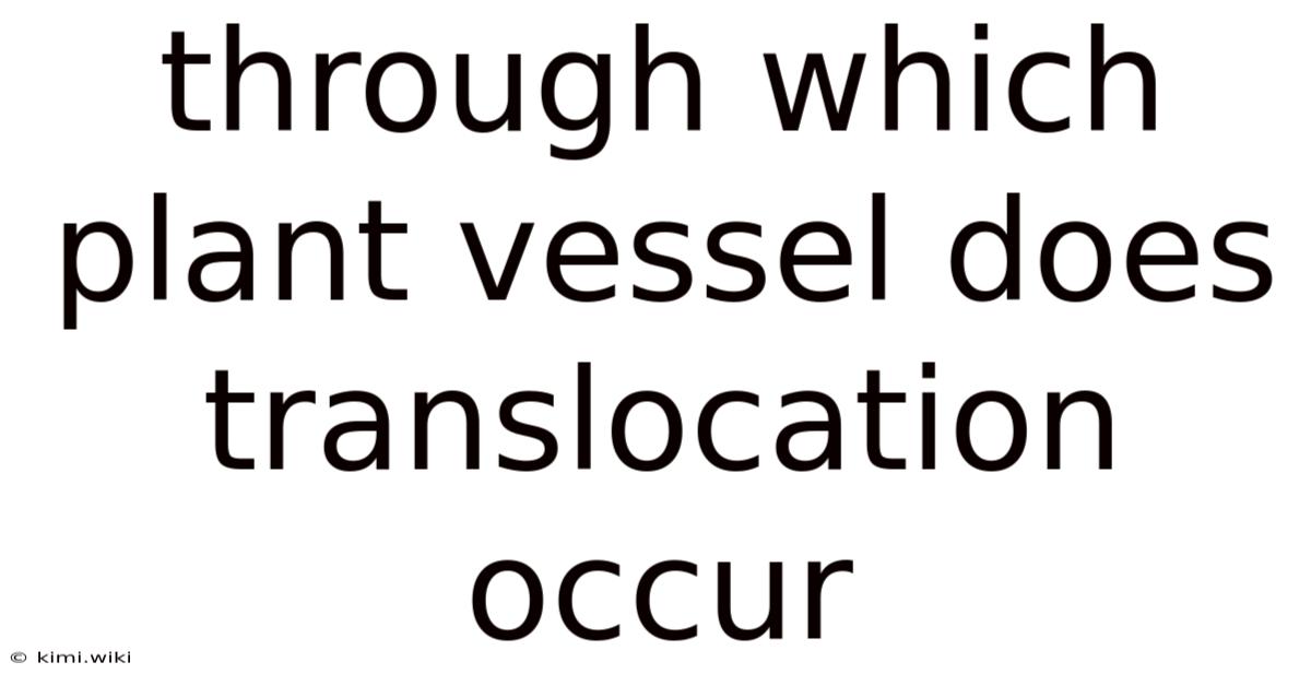 Through Which Plant Vessel Does Translocation Occur