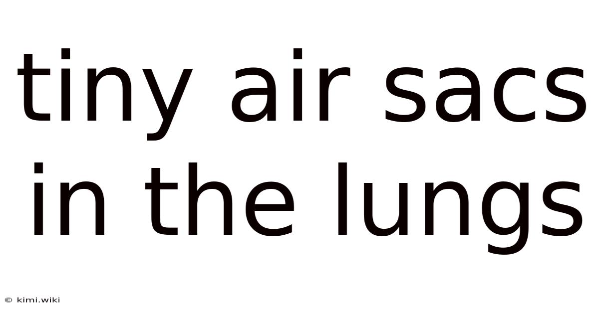 Tiny Air Sacs In The Lungs
