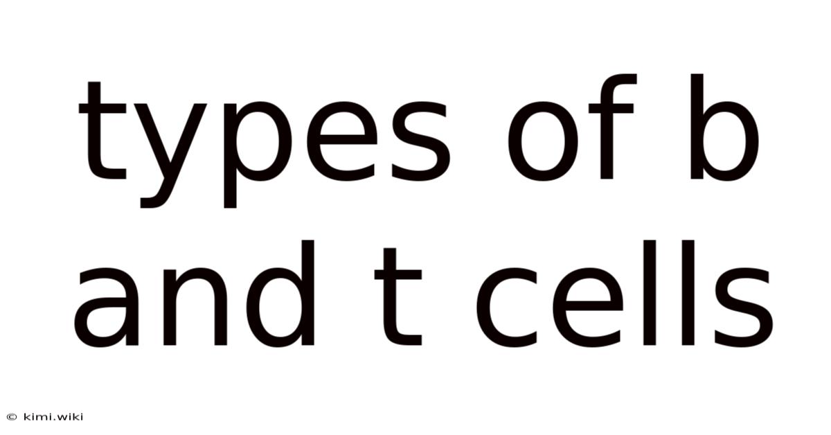 Types Of B And T Cells
