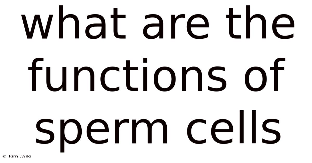 What Are The Functions Of Sperm Cells
