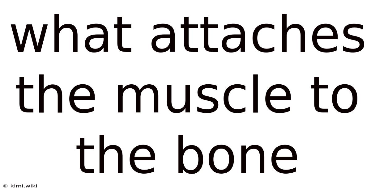 What Attaches The Muscle To The Bone
