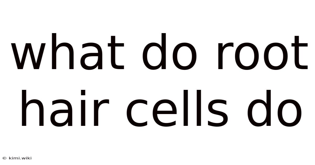 What Do Root Hair Cells Do