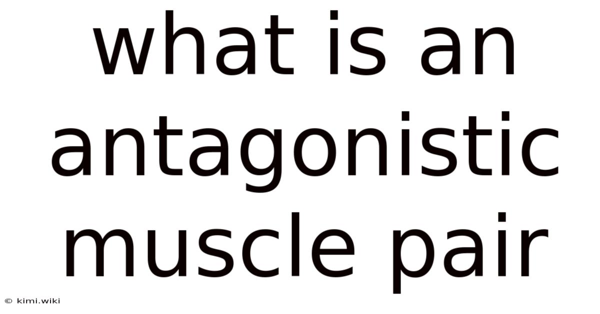 What Is An Antagonistic Muscle Pair