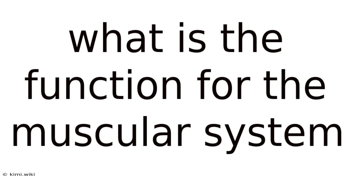 What Is The Function For The Muscular System