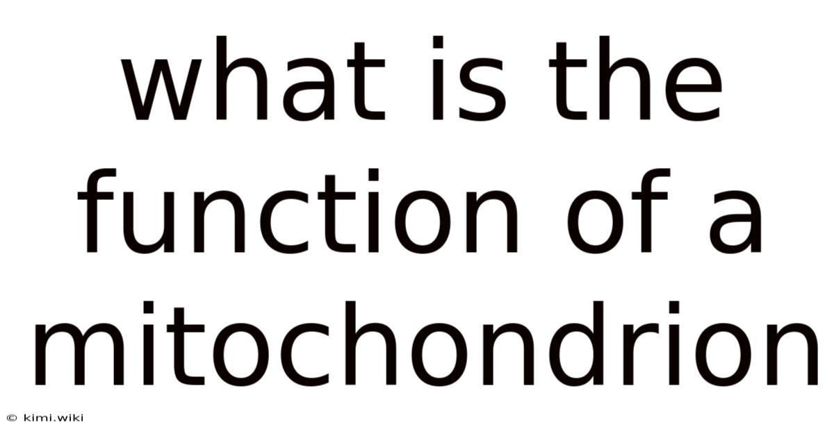 What Is The Function Of A Mitochondrion