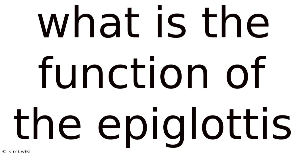 What Is The Function Of The Epiglottis