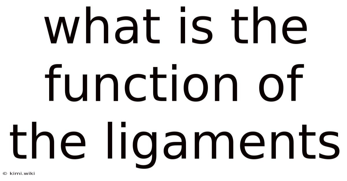 What Is The Function Of The Ligaments