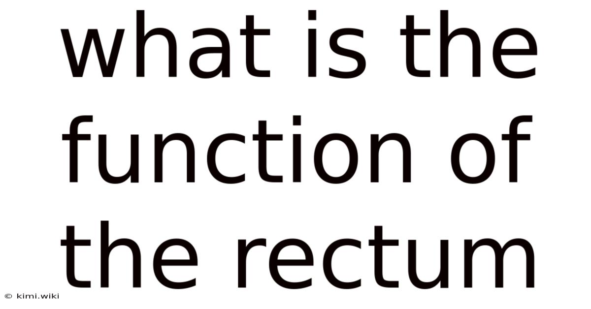 What Is The Function Of The Rectum