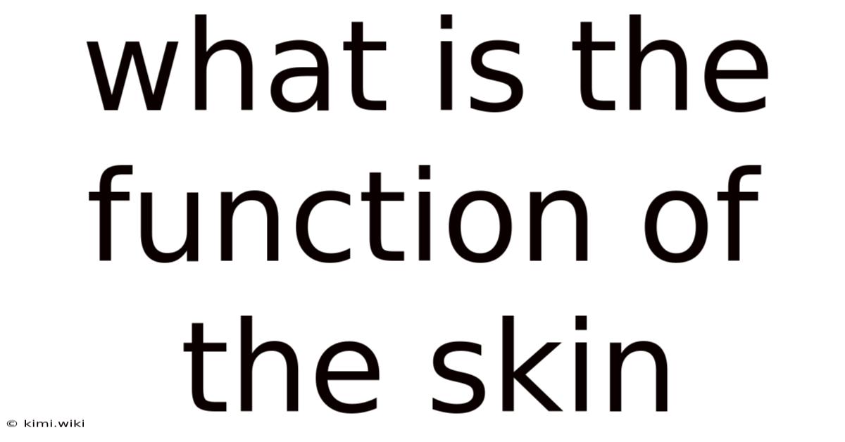 What Is The Function Of The Skin