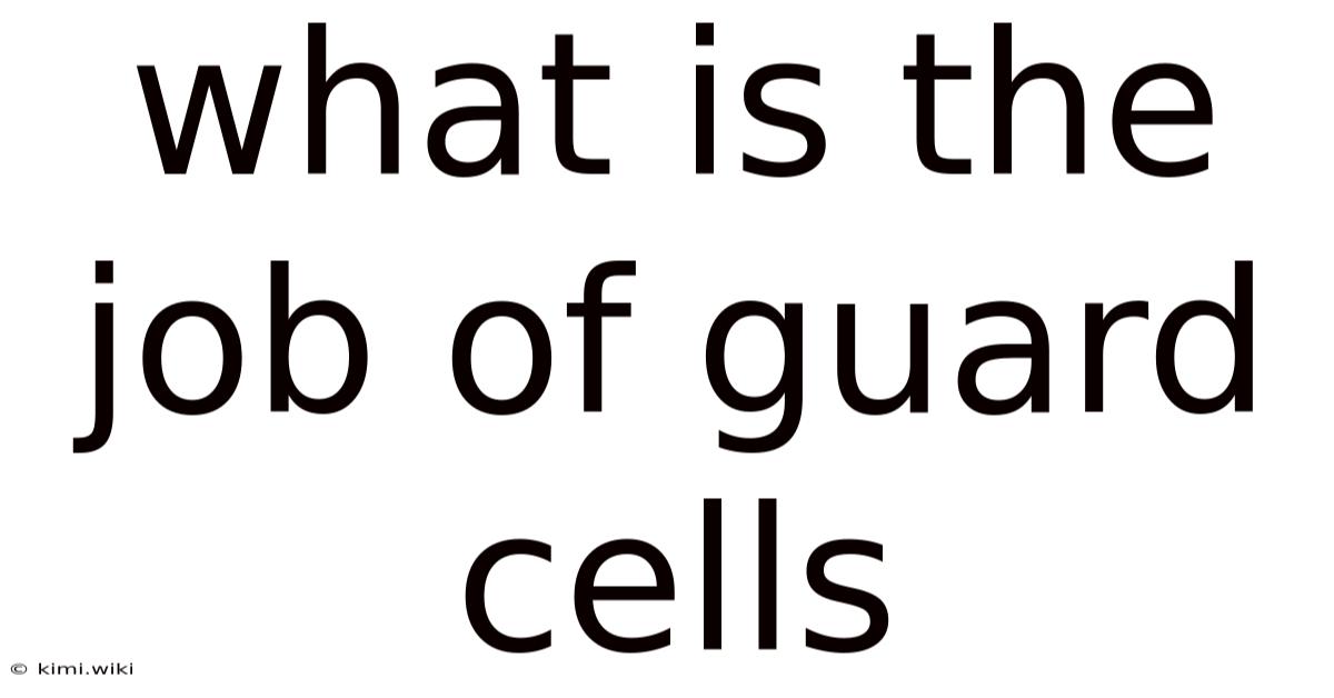 What Is The Job Of Guard Cells