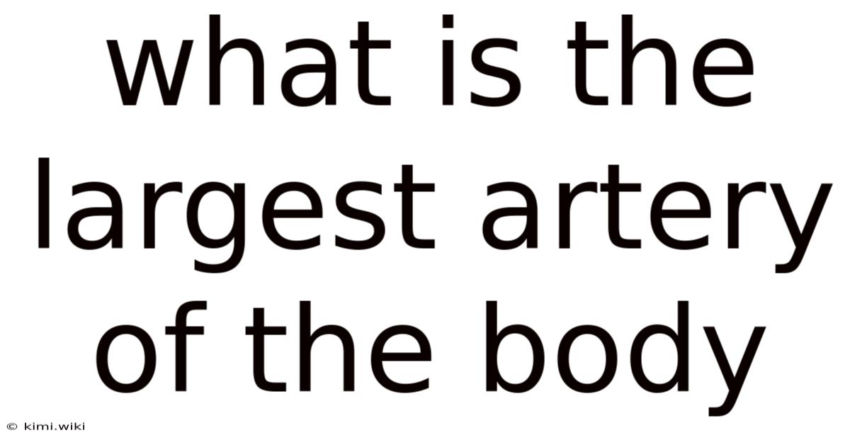 What Is The Largest Artery Of The Body