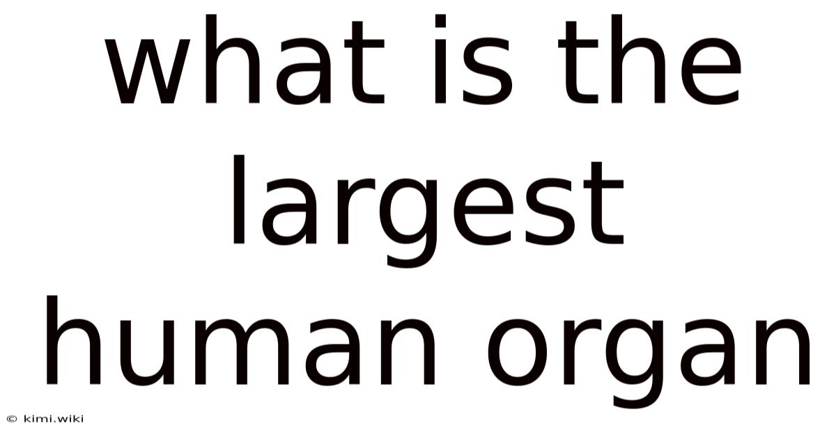 What Is The Largest Human Organ