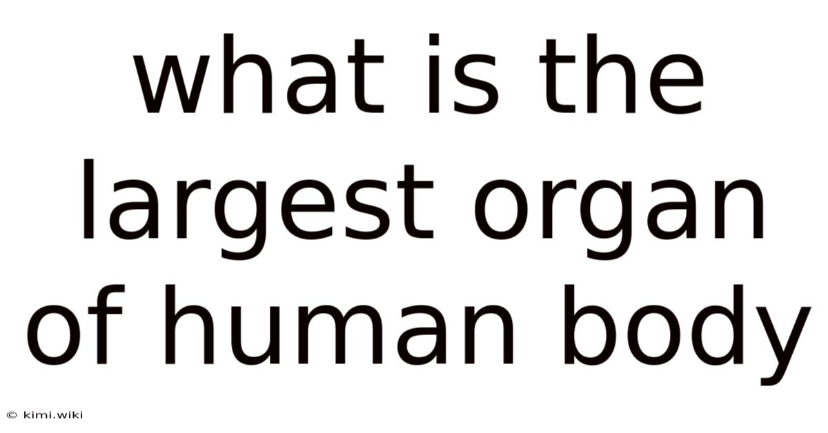 What Is The Largest Organ Of Human Body