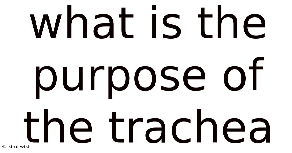 What Is The Purpose Of The Trachea