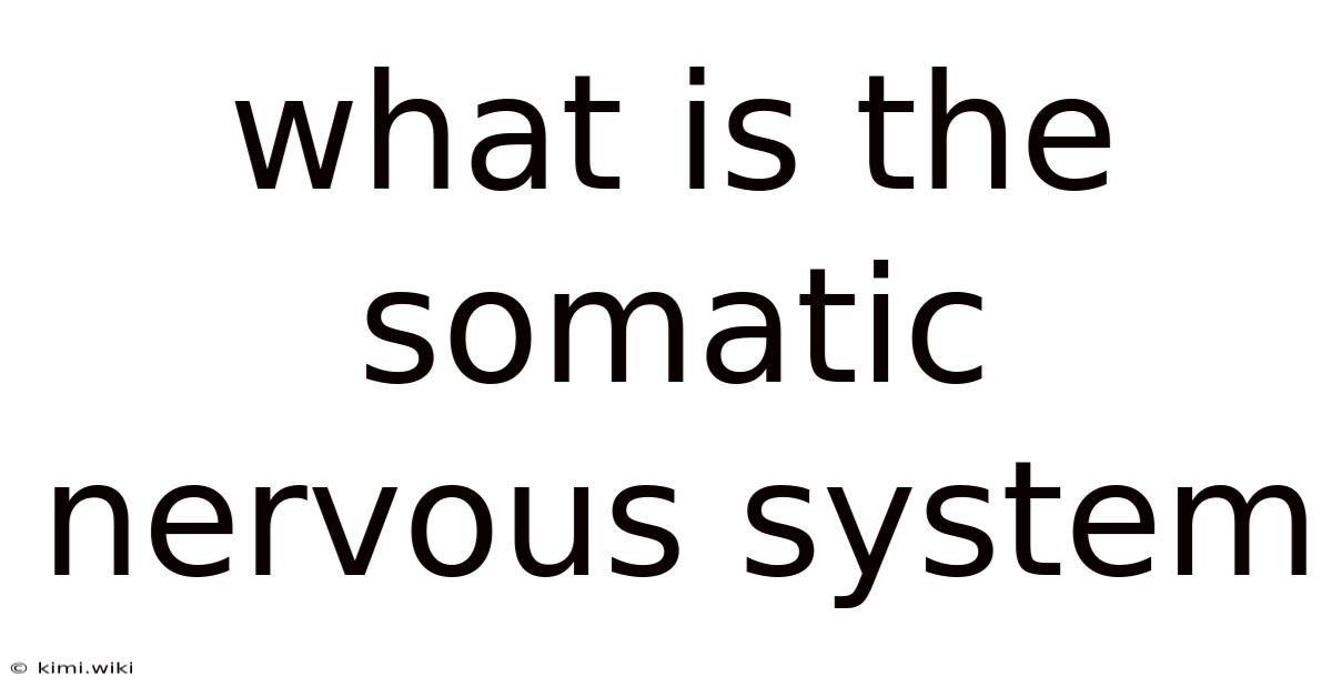 What Is The Somatic Nervous System