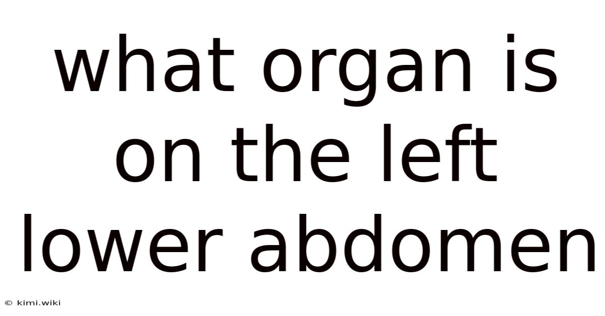 What Organ Is On The Left Lower Abdomen