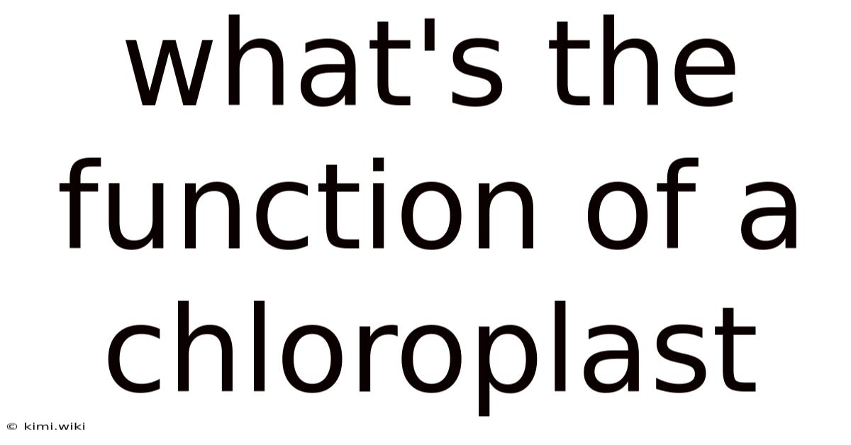 What's The Function Of A Chloroplast