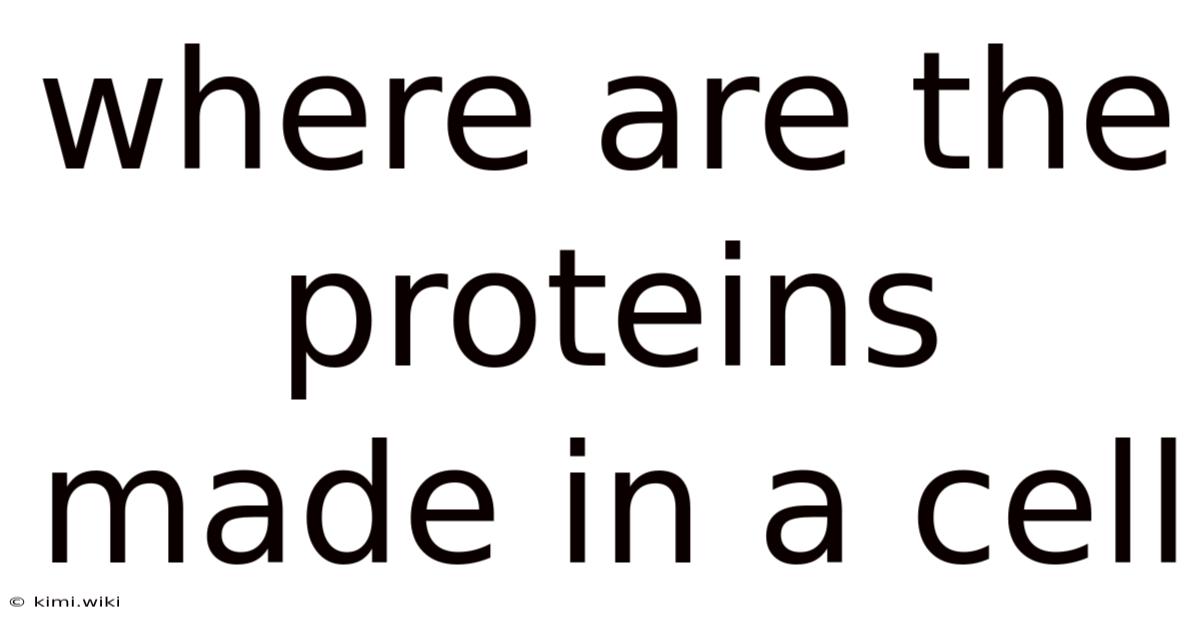 Where Are The Proteins Made In A Cell