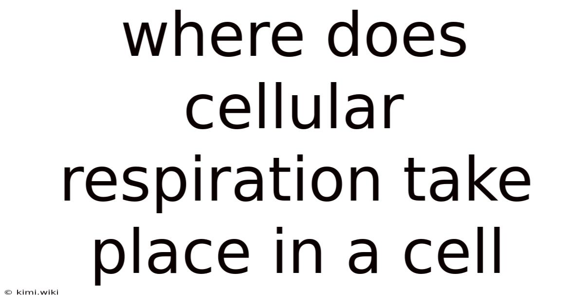 Where Does Cellular Respiration Take Place In A Cell