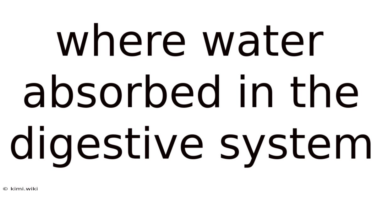 Where Water Absorbed In The Digestive System